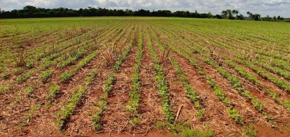 Produtores plantam soja em áreas de cana-de-açúcar