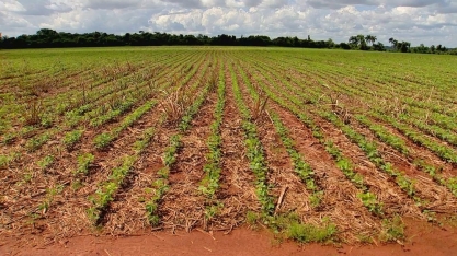 Produtores plantam soja em áreas de cana-de-açúcar