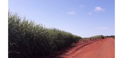 Produtor rural é autuado por plantio ilegal de cana-de-açúcar em Capinópolis