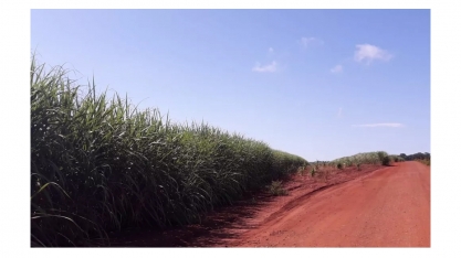 Produtor rural é autuado por plantio ilegal de cana-de-açúcar em Capinópolis
