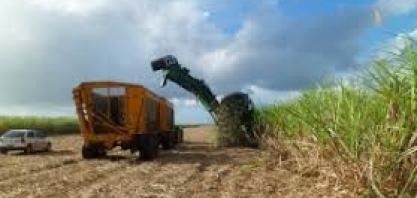 Safra em AL ultrapassa 12 milhões de toneladas de cana processadas