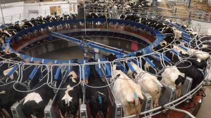 Soro de leite vira biocombustível na Argentina