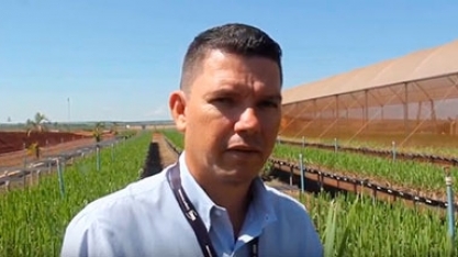 USINA FERRARI ADOTA TECNOLOGIA PARA DIMINUIR NECESSIDADE DE IRRIGAÇÃO EM MUDAS PRÉ-BROTADAS