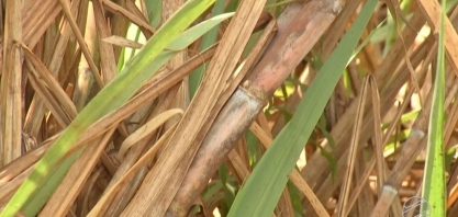 MS deve bater recorde da produção de etanol na safra 18/19 e chegar aos 3,235 bilhões de litros