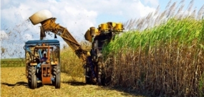 Inscrições abertas para novo curso cultivo e produção de cana-de-açúcar