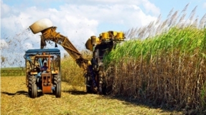 Inscrições abertas para novo curso cultivo e produção de cana-de-açúcar