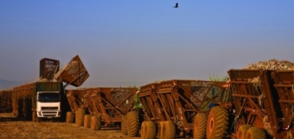 Moagem no centro-sul atinge 556,85 milhões de toneladas no final da primeira quinzena de dezembro