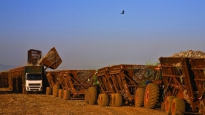 Moagem no centro-sul atinge 556,85 milhões de toneladas no final da primeira quinzena de dezembro
