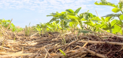 Soja e amendoim não precisam competir por áreas de renovação de cana