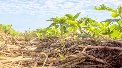 Soja e amendoim não precisam competir por áreas de renovação de cana
