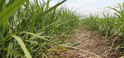 Cana certificada precisa ser melhor remunerada