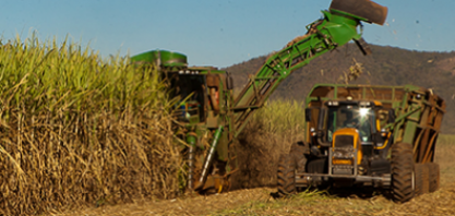 Inscrições abertas para curso sobre cultivo e produção de cana-de-açúcar