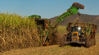 Inscrições abertas para curso sobre cultivo e produção de cana-de-açúcar