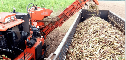 Rabobank corta previsão de superávit global de açúcar em 2018/19 para 500 mil t