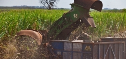 Moagem no centro-sul acumula 562,7 milhões de toneladas na primeira quinzena de janeiro