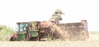 Produção de cana atinge 46,4 milhões de toneladas em MS