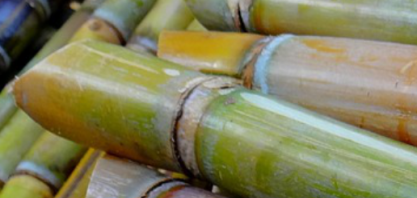 Etanol: demanda recorde sustenta preços do etanol na safra 2018/19