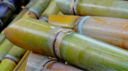 Etanol: demanda recorde sustenta preços do etanol na safra 2018/19