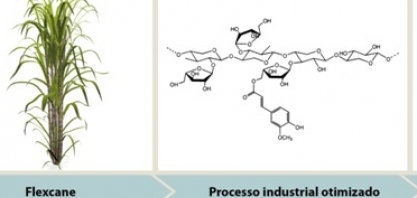 Flexcane - cana otimizada para processo industrial e aumento do valor nutricional das forrageiras