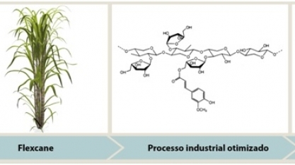Flexcane - cana otimizada para processo industrial e aumento do valor nutricional das forrageiras