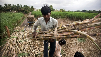 Produção de açúcar da Índia cresce 8% entre outubro e 15 de fevereiro, diz Isma