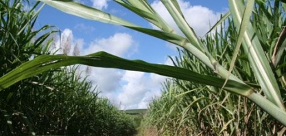 Produção de etanol deve crescer 28% em Pernambuco