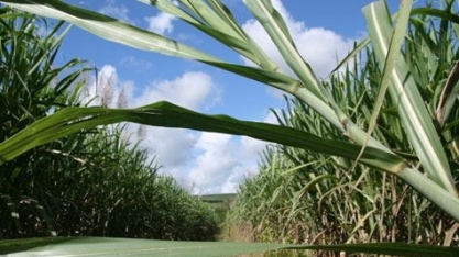 Produção de etanol deve crescer 28% em Pernambuco