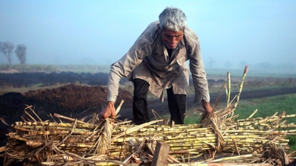 Seca deve prolongar queda de produção de açúcar da Índia