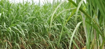 MATO GROSSO DO SUL – Busca por informações sobre cana-de-açúcar segue até o dia 22