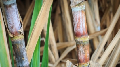 ATR SP: valor acumulado sobe 0,13% em janeiro