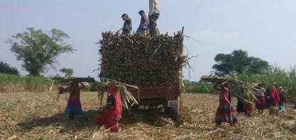 Usinas de açúcar da Índia devem US$ 2,8 bi a produtores de cana, diz Isma