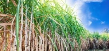 Maceió sedia o Workshop Custos de Produção Sucroenergéticos