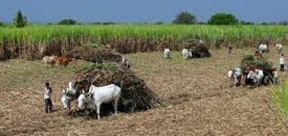 Expedição Pecege Missão Técnica Cana-de-açúcar Março/2019