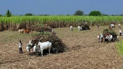 Expedição Pecege Missão Técnica Cana-de-açúcar Março/2019