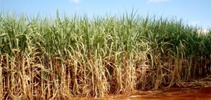 DF tem o maior rendimento do país na produção de cana-de-açúcar e feijão