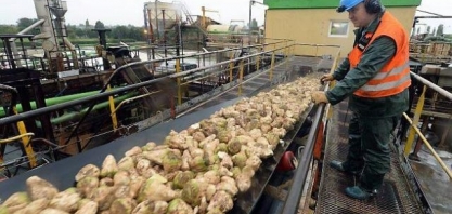 SAINT LOUIS SUCRE vai parar produção de açúcar em duas unidades na frança