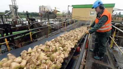 SAINT LOUIS SUCRE vai parar produção de açúcar em duas unidades na frança