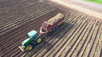 Nos EUA, colheita e plantio de canas inteiras diminui consumo de mudas e agiliza operação
