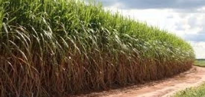 Copervales espera crescimento de 50% na safra 18/19