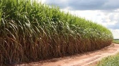 Copervales espera crescimento de 50% na safra 18/19