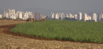 Produção de cana-de-açúcar tem redução de 4% na região de Ribeirão Preto