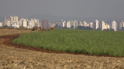 Produção de cana-de-açúcar tem redução de 4% na região de Ribeirão Preto