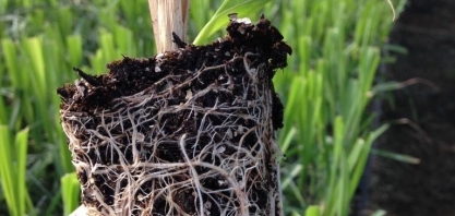 Agrícola de Taquaritinga se torna a primeira produtora certificada de MPBs do mundo