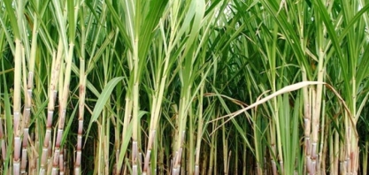 Empresa quer transformar cana-de-açúcar em maconha