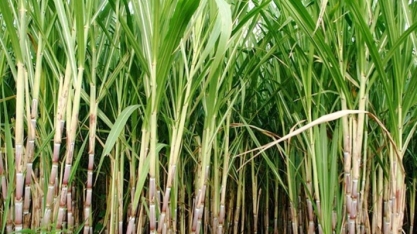 Empresa quer transformar cana-de-açúcar em maconha