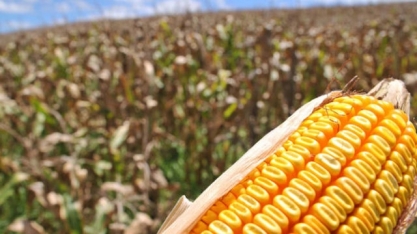 Demanda por etanol de milho deve saltar em mais 70% em Mato Grosso