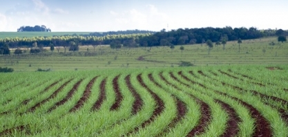 Safra de cana terá avanço de 6% este ano no MS
