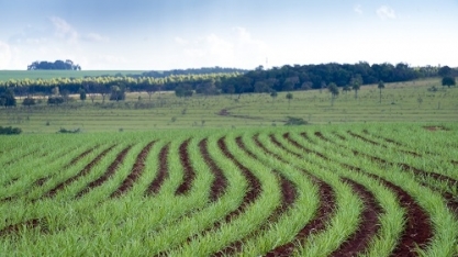 Safra de cana terá avanço de 6% este ano no MS