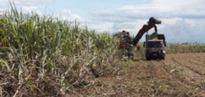 Moagem de cana-de-açúcar chega a 563,29 mi de toneladas; venda de etanol é recorde