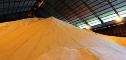 Contratos futuros do açúcar voltam a cair nas bolsas internacionais